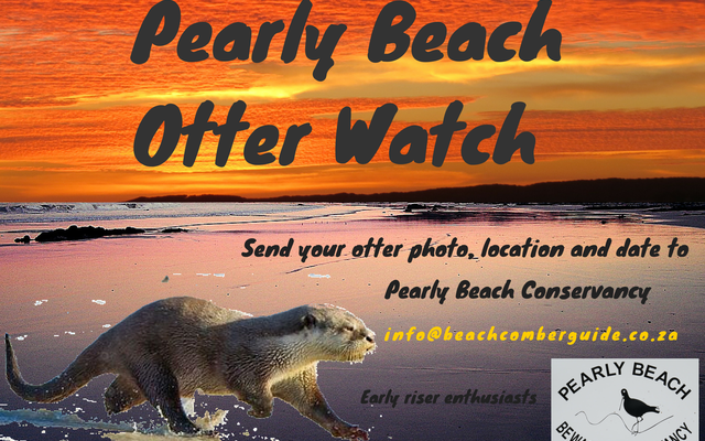 Pearly Beach Otter Watch_1 Pearly Beach Otter Watch_1